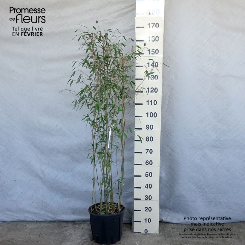 Fargesia Viking 7.5L/10L pot sample as delivered in winter