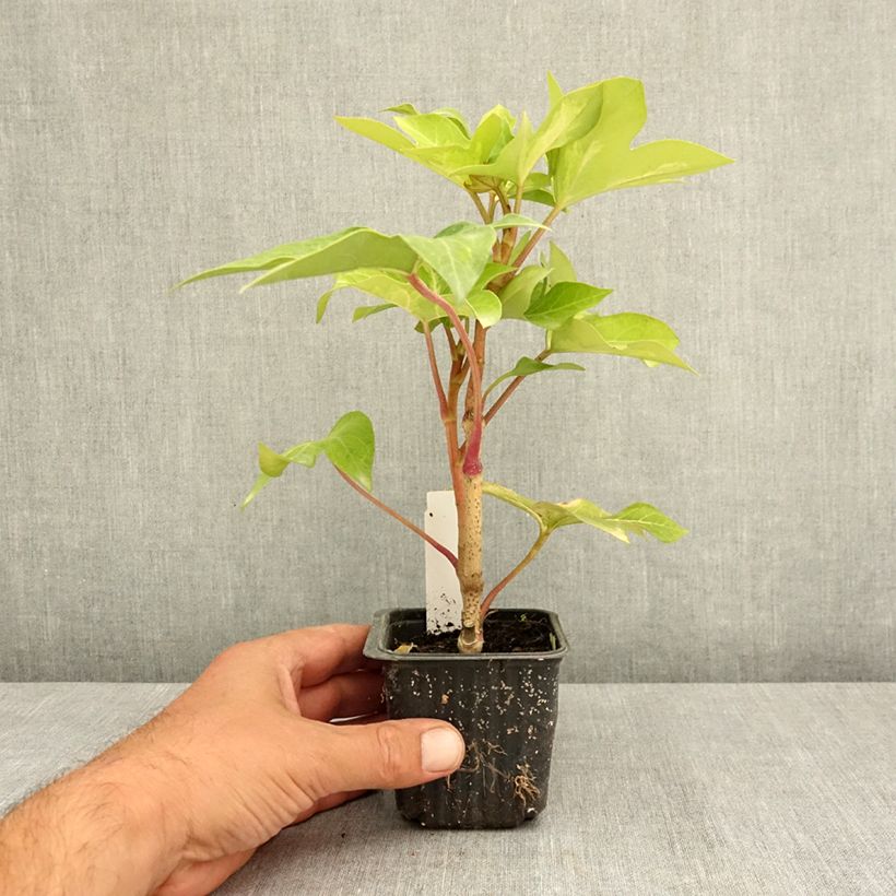 x Fatshedera lizei Annemieke - Tree ivy 8/9 cm pot sample as delivered in summer