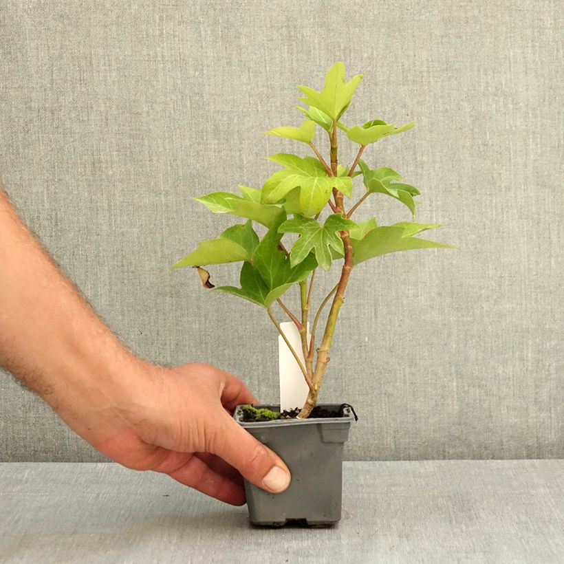 x Fatshedera lizei - Tree ivy 8/9 cm pot sample as delivered in summer