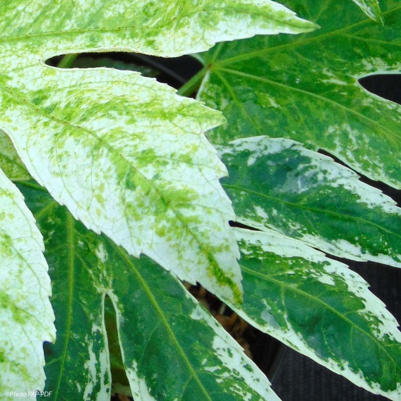 Fatsia japonica Spiders Web - Variegated False Aralia (Foliage)