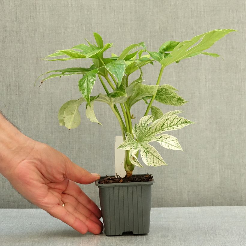 Fatsia japonica Spiders Web - Variegated False Aralia 8/9 cm pot sample as delivered in summer