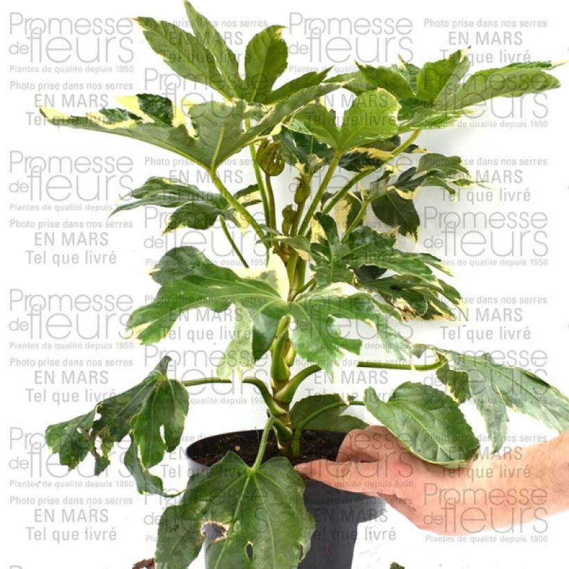 Example of Fatsia japonica Variegata 3L/4L pot specimen as delivered