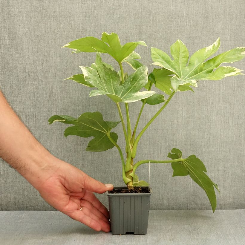 Fatsia japonica Variegata 8/9 cm pot sample as delivered in summer