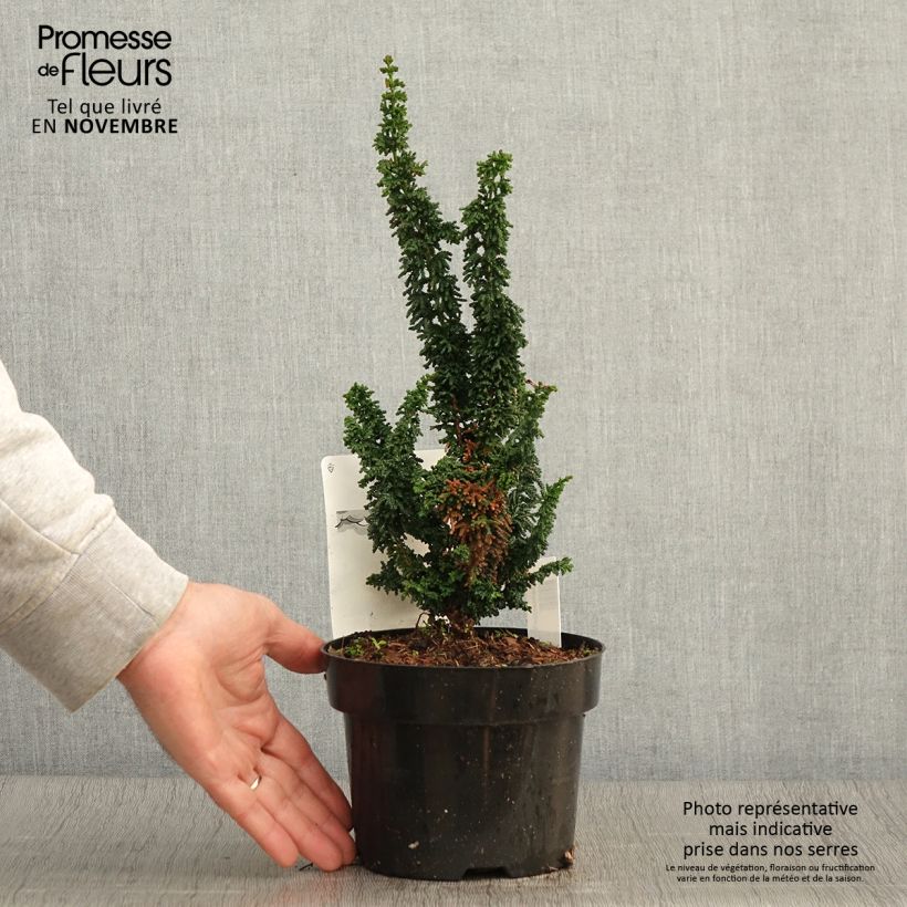 Chamaecyparis obtusa Chirimen - Hinoki Cypress 2L/3L pot sample as delivered in autumn
