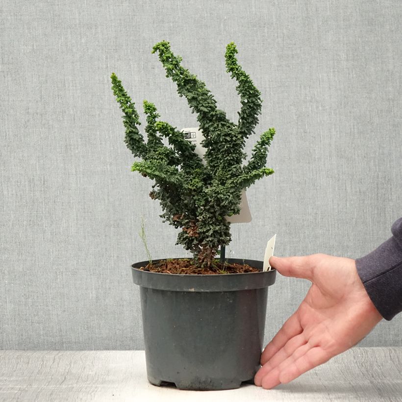 Chamaecyparis obtusa Chirimen - Hinoki Cypress 2L/3L pot sample as delivered in summer