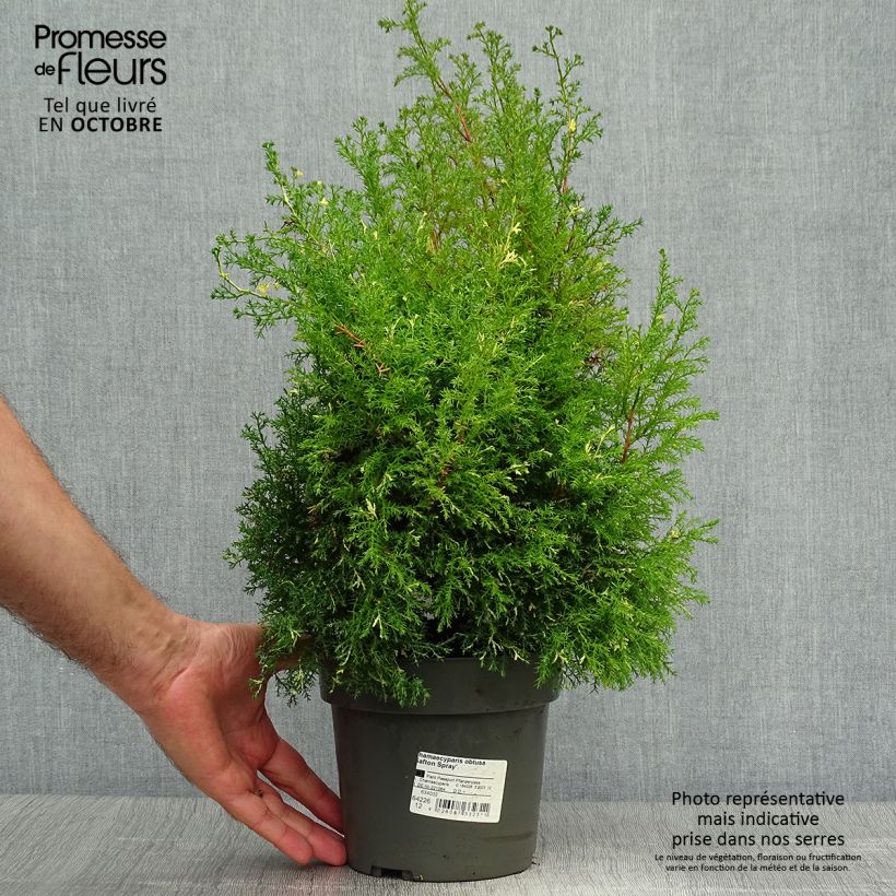 Chamaecyparis obtusa Saffron Spray - Hinoki Cypress 2L/3L pot sample as delivered in autumn