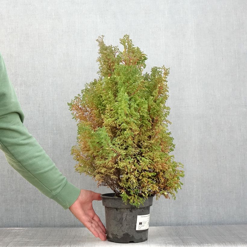 Chamaecyparis obtusa Snowflake - Hinoki Cypress 2L/3L pot sample as delivered in summer
