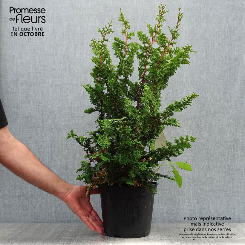 Chamaecyparis obtusa Teddy Bear - Hinoki Cypress 4L/5L pot sample as delivered in autumn