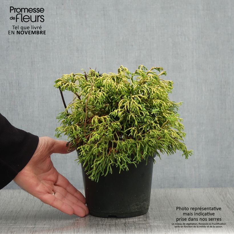 Chamaecyparis obtusa Tsatsumi Gold - Hinoki Cypress 2L/3L pot sample as delivered in autumn
