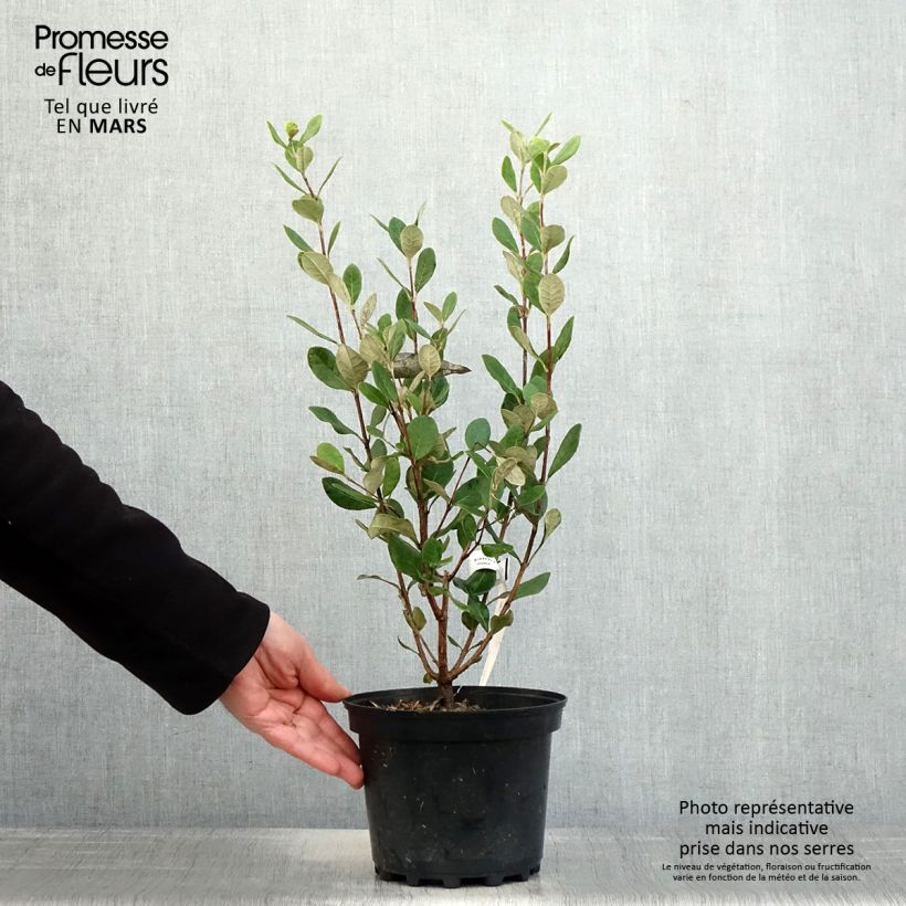 Feijoa sellowiana Apollo - Brazilian Guava 2L/3L pot sample as delivered in spring