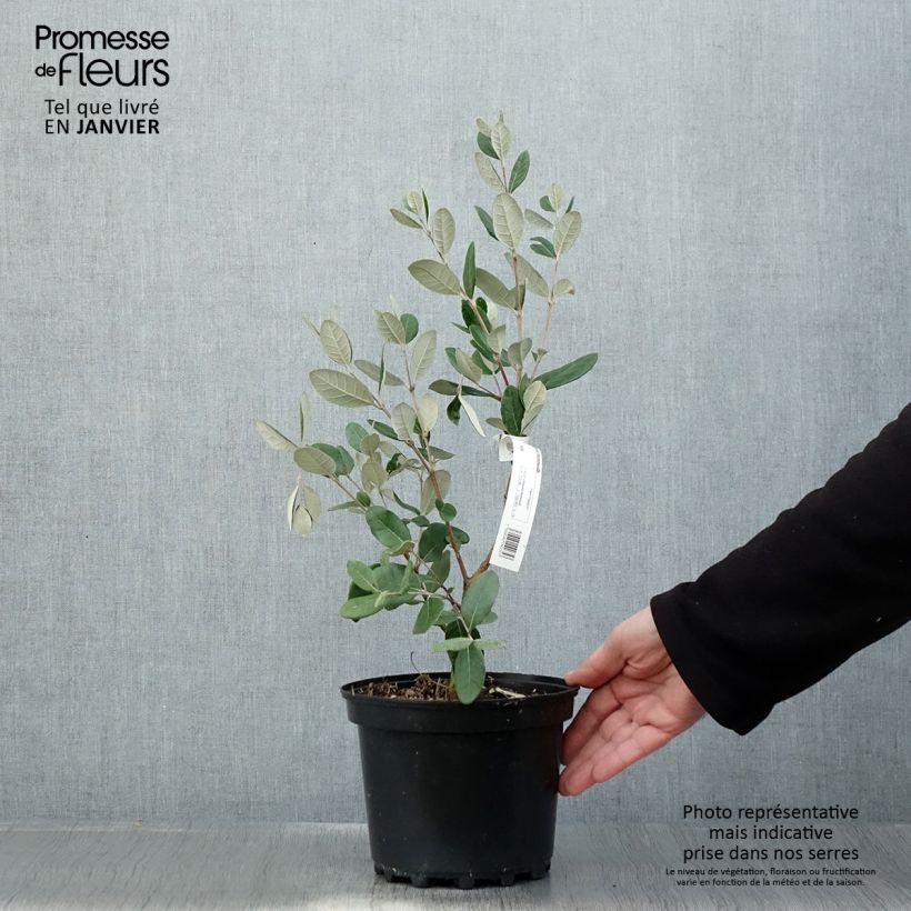 Feijoa sellowiana Mammoth - Brazilian Guava 3L/4L pot sample as delivered in winter