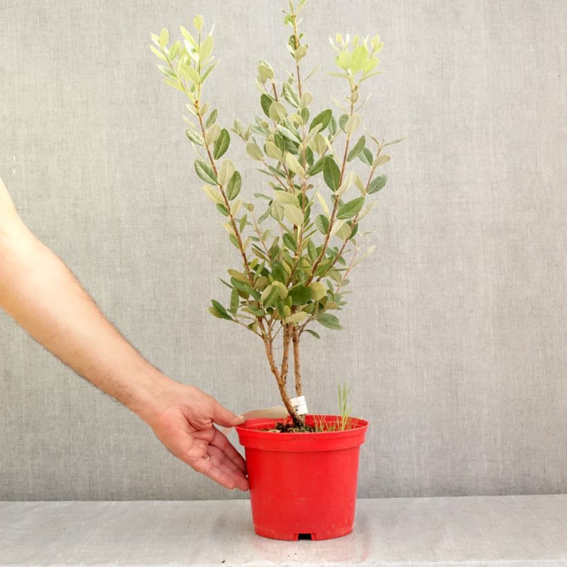 Feijoa sellowiana Triumph - Brazilian Guava 3L/4L pot sample as delivered in summer