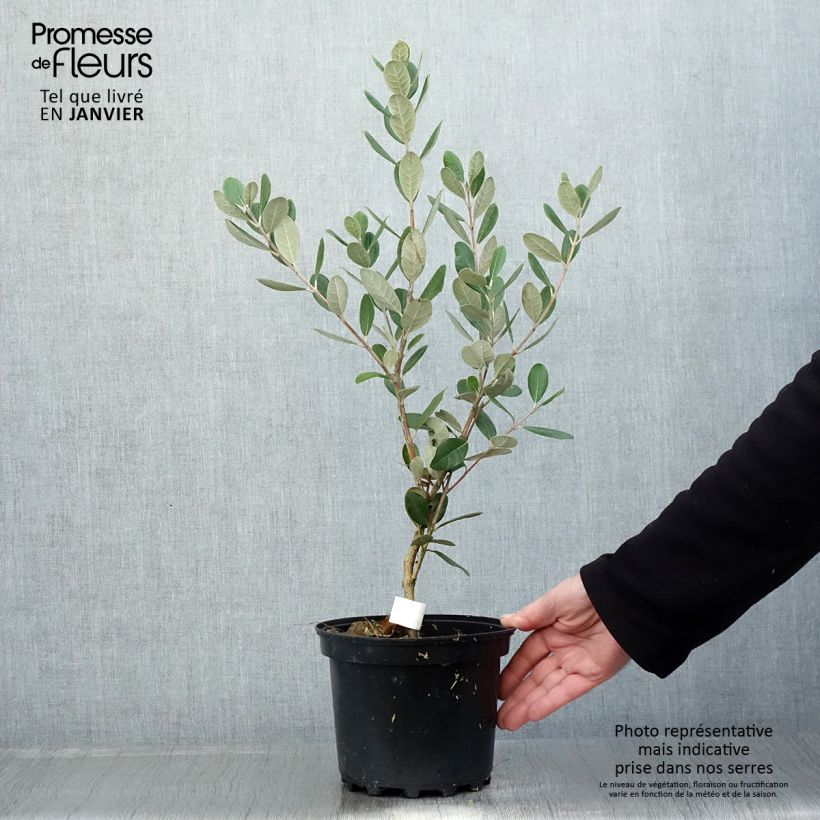 Feijoa sellowiana Triumph - Brazilian Guava 3L/4L pot sample as delivered in winter