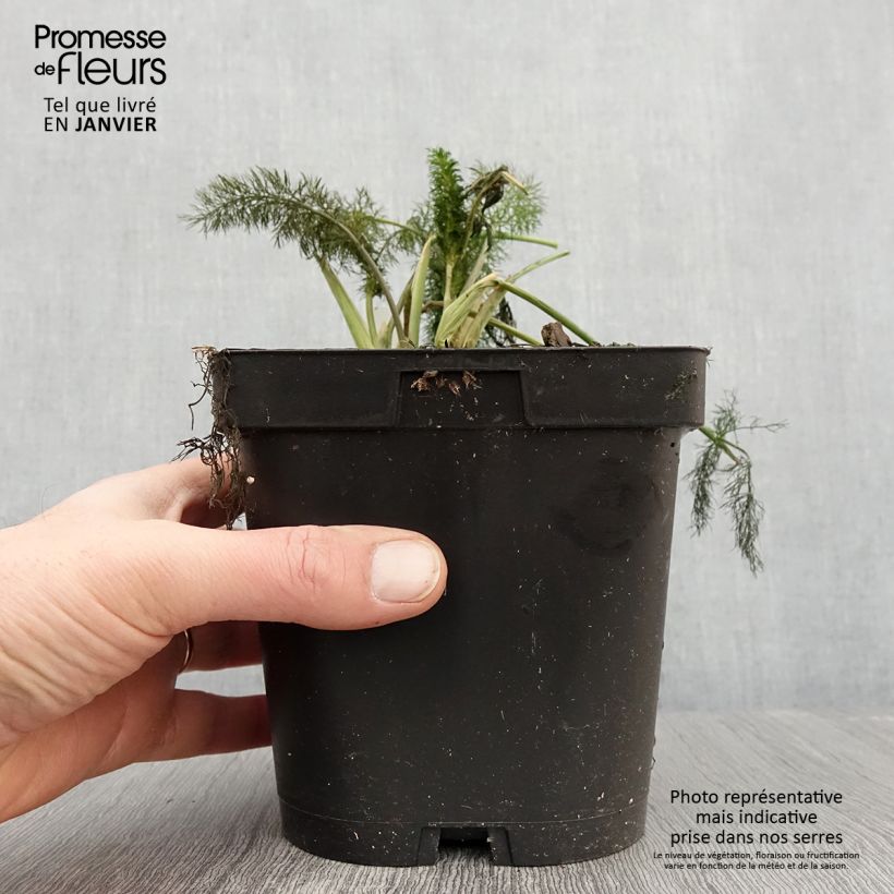 Foeniculum vulgare Giant Bronze - Bronze Fennel 2L/3L pot sample as delivered in winter