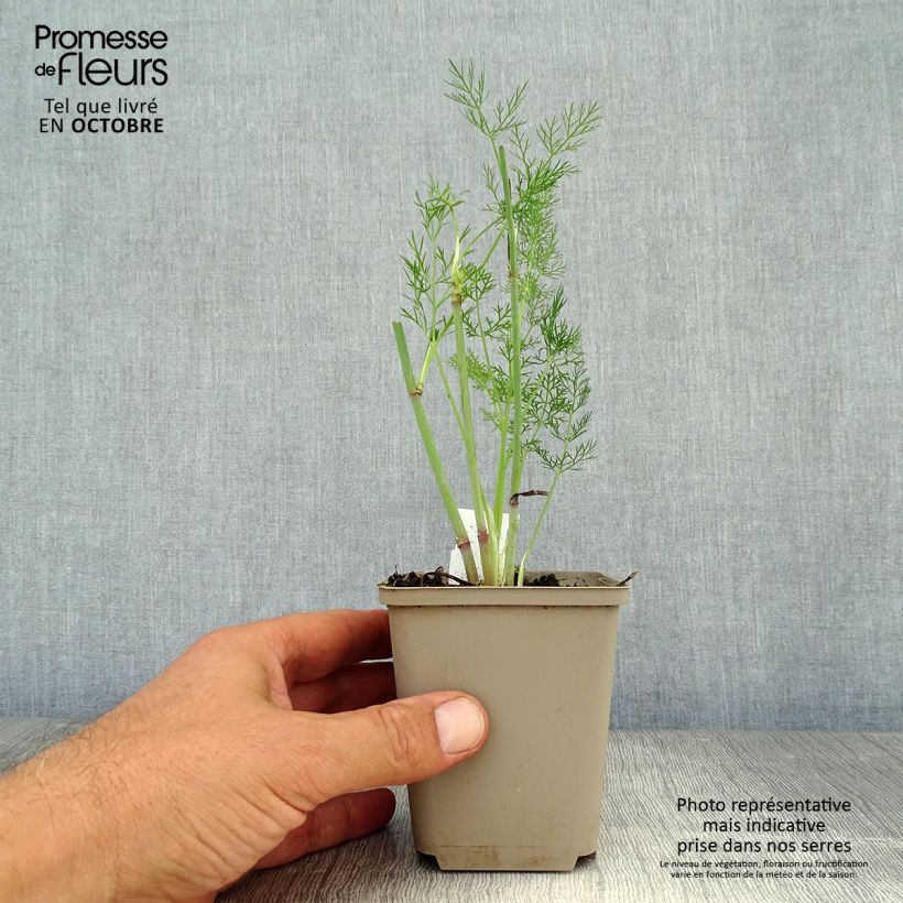 Foeniculum vulgare 7/8 cm pot sample as delivered in autumn