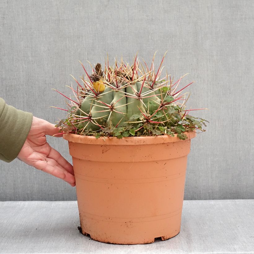 Ferocactus emoryi - Red barrel cactus  7.5L/10L bowl sample as delivered in winter