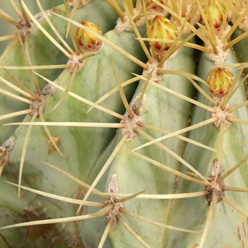 Ferocactus glaucescens - Glaucous barrel cactus (Foliage)