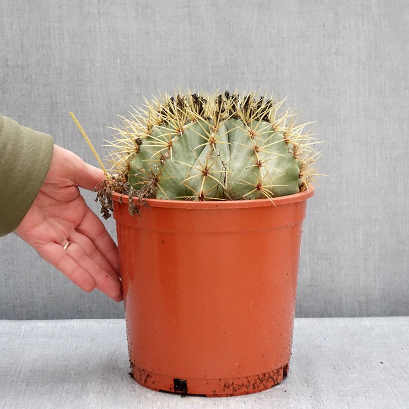 Ferocactus glaucescens - Glaucous barrel cactus 4L/5L pot sample as delivered in winter