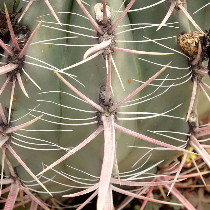 Ferocactus gracilis subsp. coloratus - Barrel cactus  (Foliage)