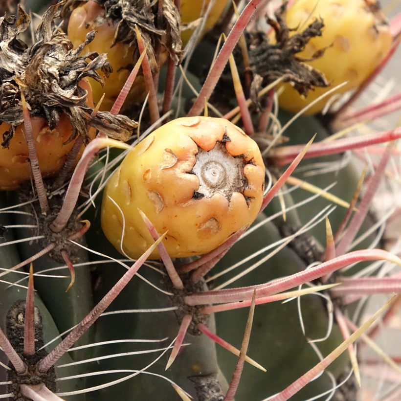 Ferocactus gracilis subsp. coloratus - Barrel cactus  (Harvest)