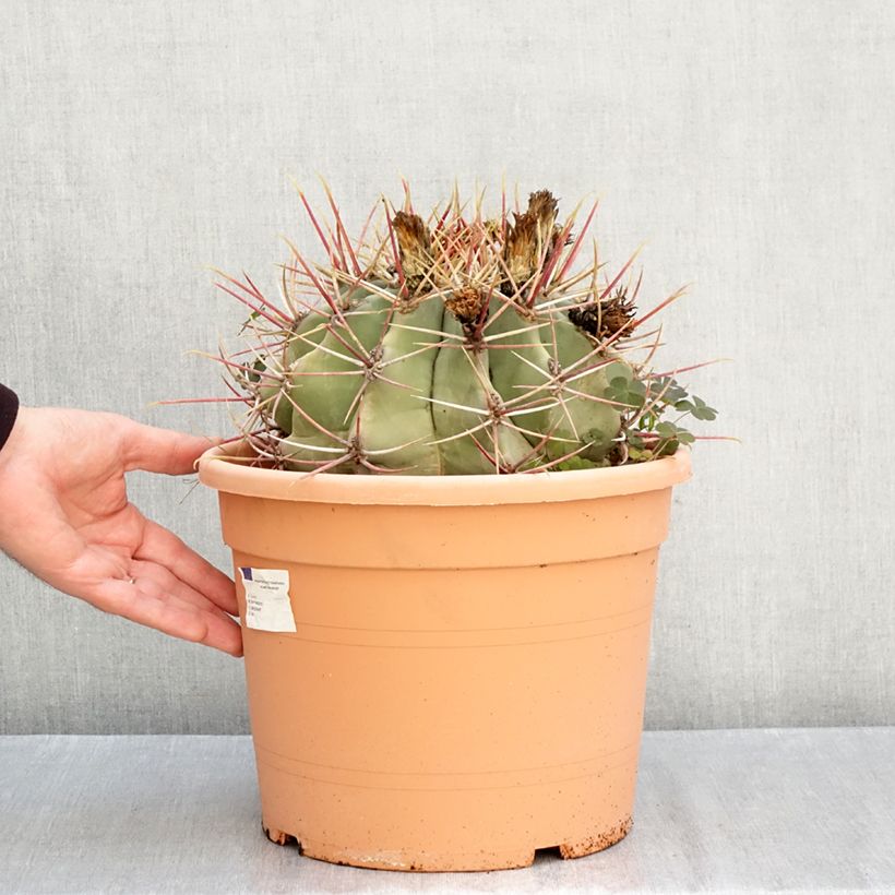 Ferocactus gracilis subsp. coloratus - Barrel cactus  7.5L/10L bowl sample as delivered in autumn