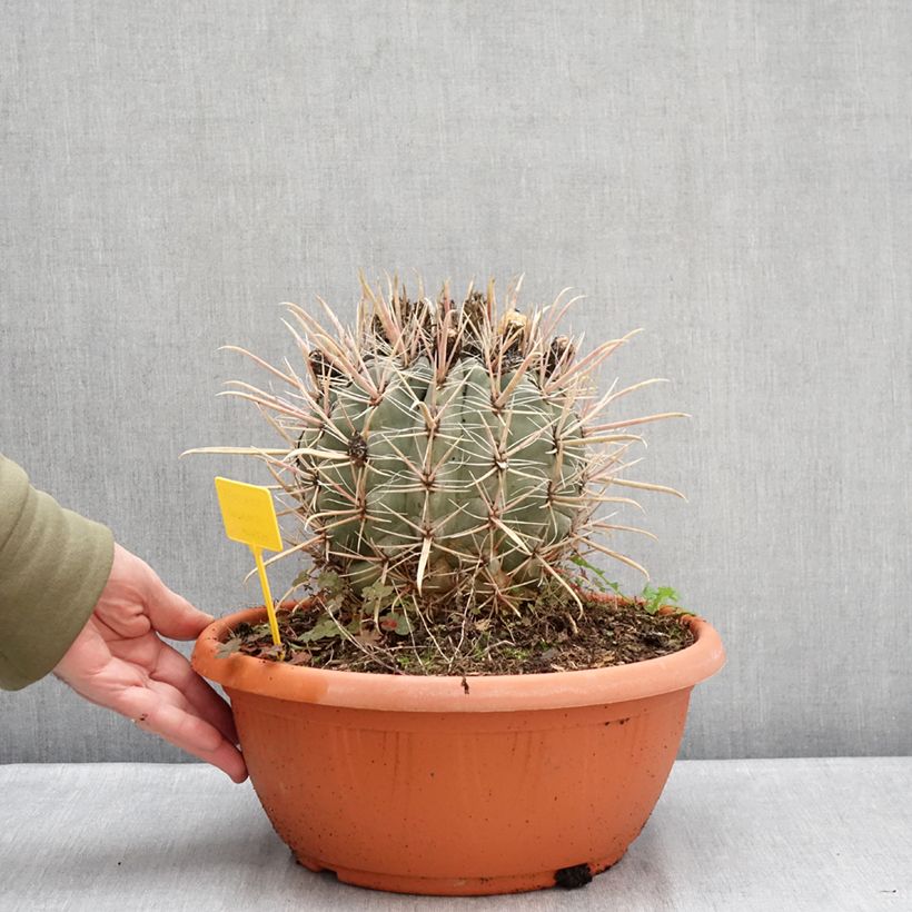 Ferocactus gracilis subsp. coloratus - Barrel cactus  7.5L/10L bowl sample as delivered in winter