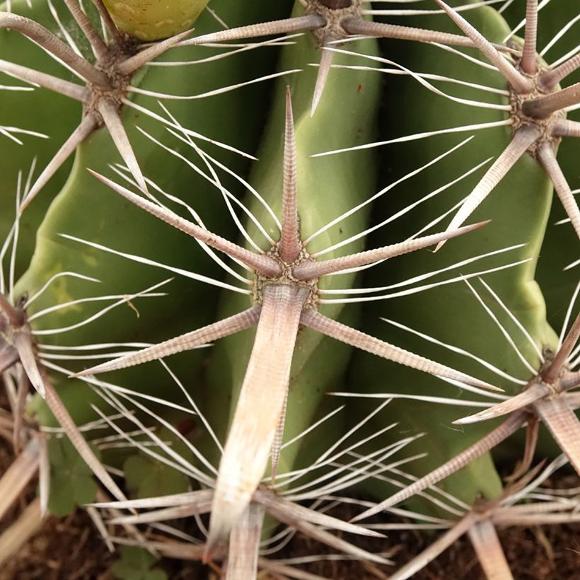 Ferocactus horridus - Barrel cactus  (Foliage)