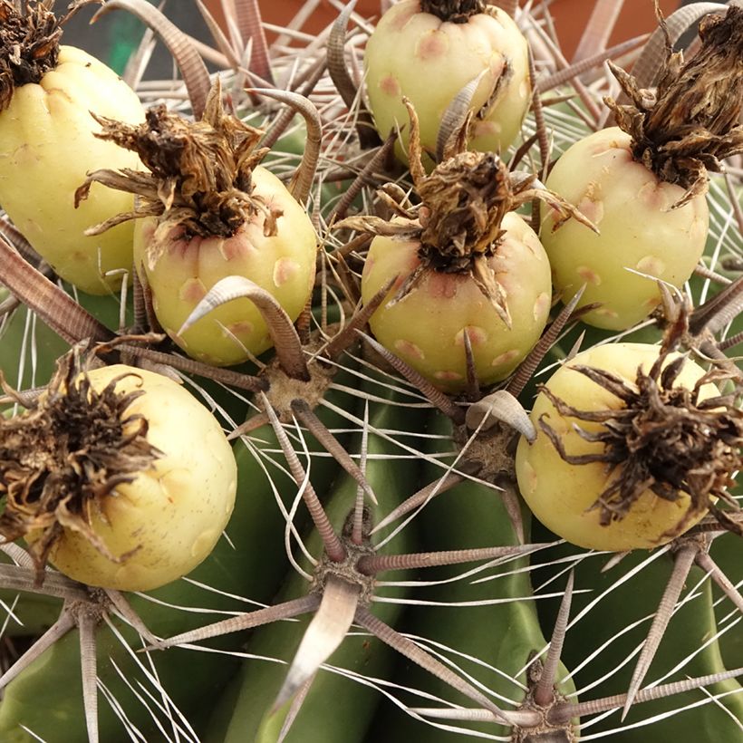 Ferocactus horridus - Barrel cactus  (Harvest)