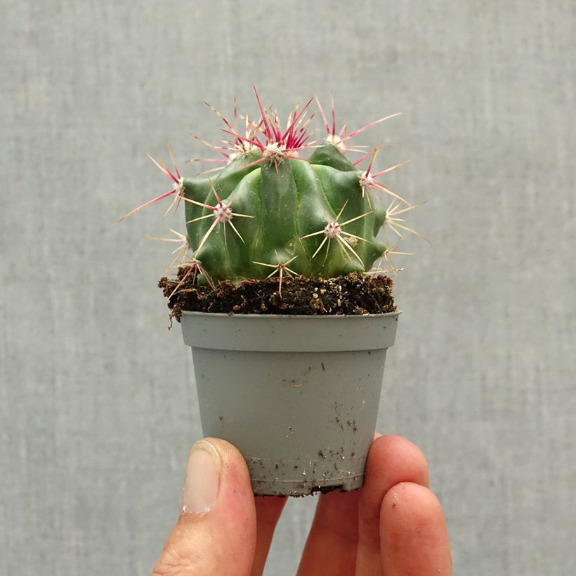 Ferocactus latispinus - Devil's tongue barrel cactus mini plant sample as delivered in spring