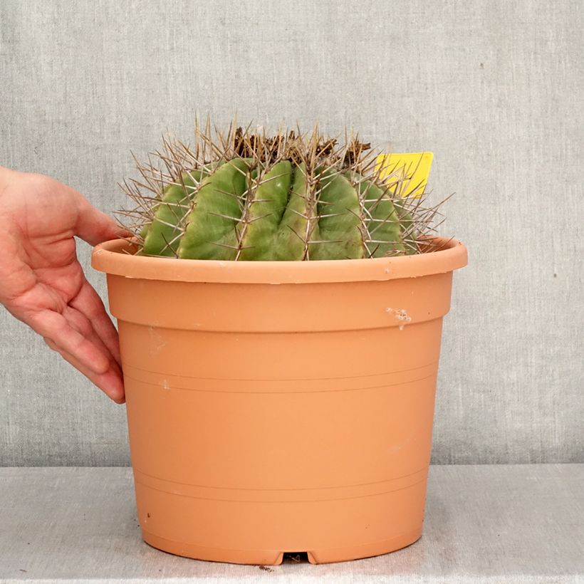 Ferocactus schwarzii - Barrel cactus 7.5L/10L pot sample as delivered in spring