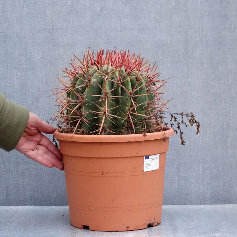 Ferocactus stainesii var. pilosus - Mexican fire barrel cactus 7.5L/10L pot sample as delivered in winter