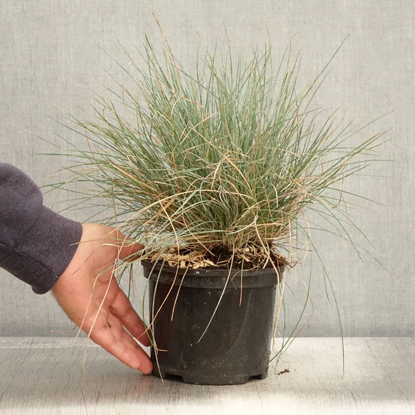 Festuca glauca Intense Blue 2L/3L pot sample as delivered in autumn