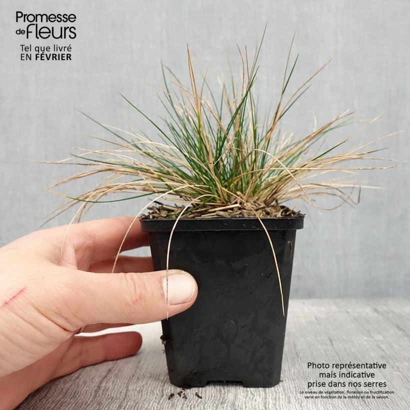 Festuca glauca Sunrise 8/9 cm pot sample as delivered in winter
