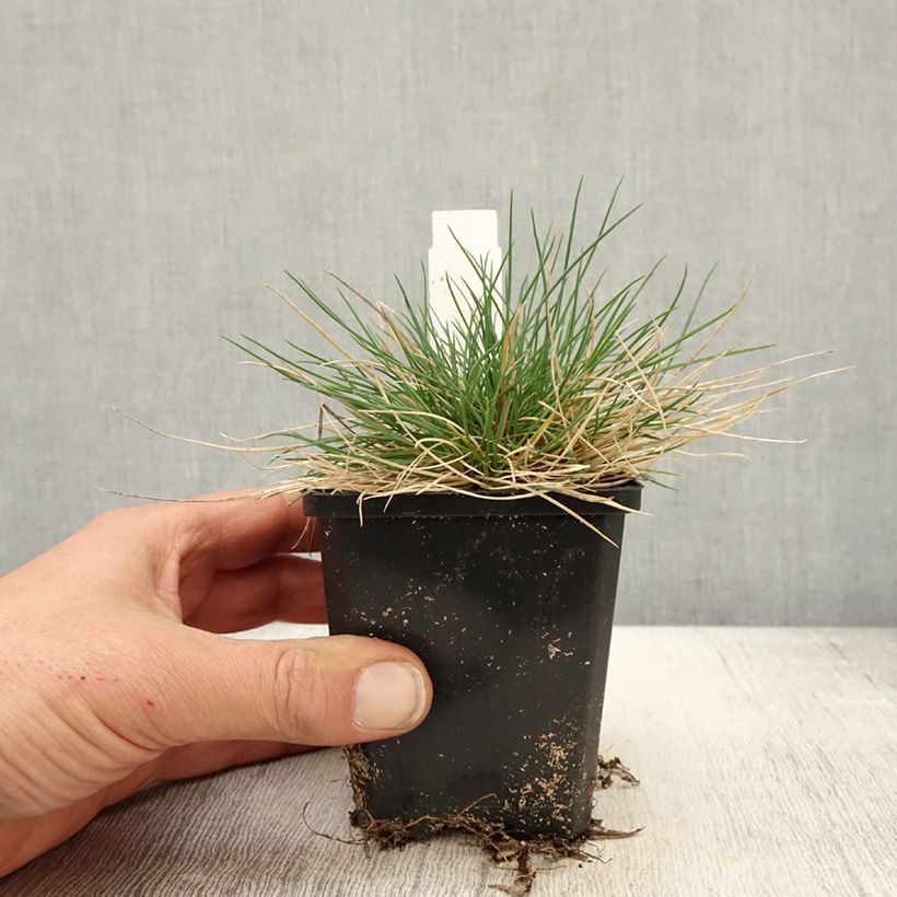 Festuca glauca Sunrise 8/9 cm pot sample as delivered in spring