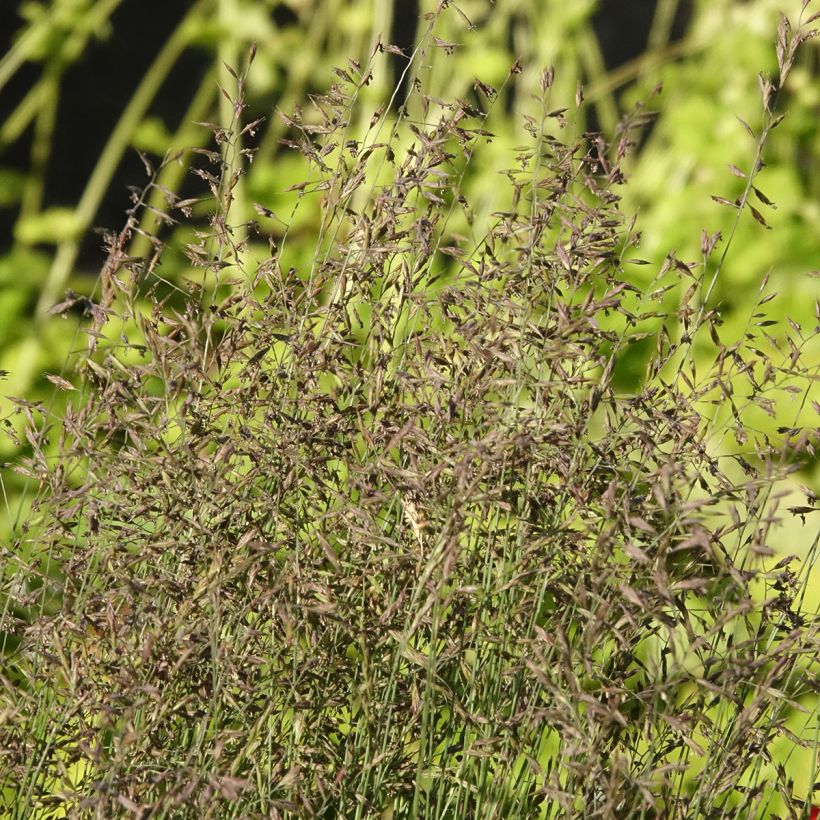 Festuca glauca Sunrise (Flowering)
