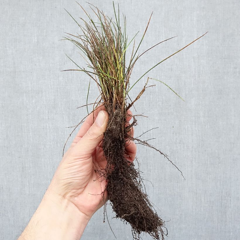 Festuca glauca Elijah Blue Bare root sample as delivered in winter