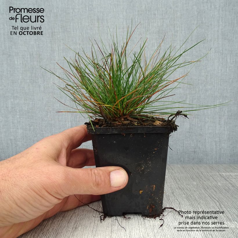 Festuca ovina var. glauca 8/9 cm pot sample as delivered in autumn