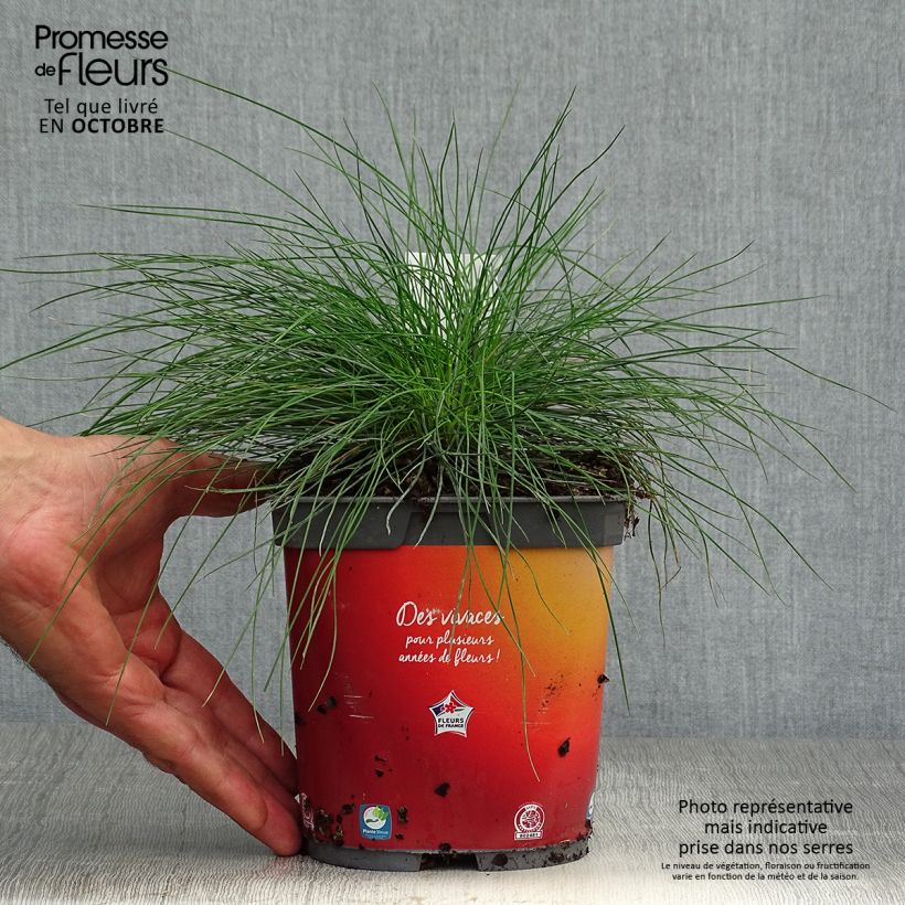 Festuca ovina var. glauca 2L/3L pot sample as delivered in autumn