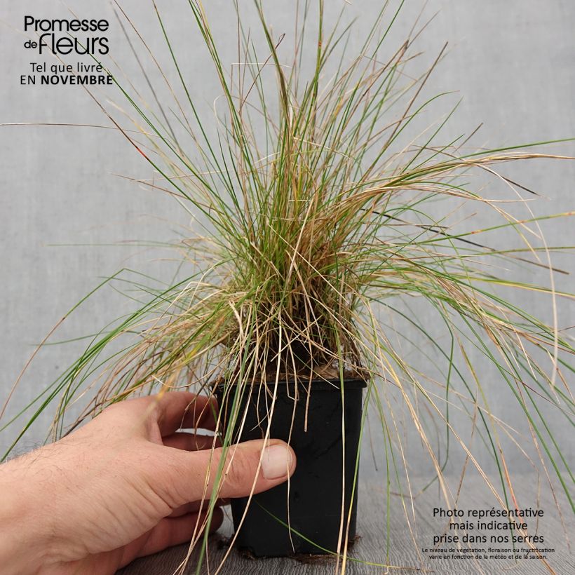 Festuca ovina 8/9 cm pot sample as delivered in autumn