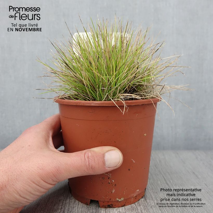 Festuca glauca Golden Toupee 1L/1.5L pot sample as delivered in autumn