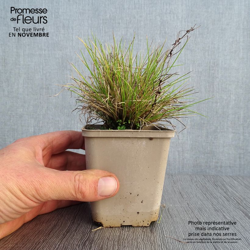Festuca glauca Golden Toupee 8/9 cm pot sample as delivered in autumn