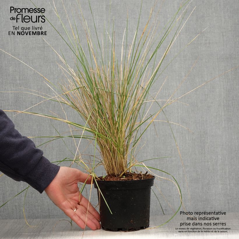 Festuca mairei 2L/3L pot sample as delivered in autumn