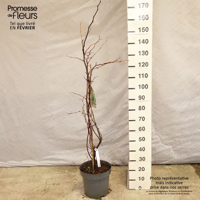 Gleditsia&#x20;triacanthos&#x20;f.inermis&#x20;Sunburst&#x20;-&#x20;Honeylocust&#x20;7.5L&#x2F;10L&#x20;pot&#x20;sample&#x20;as&#x20;delivered&#x20;in&#x20;winter