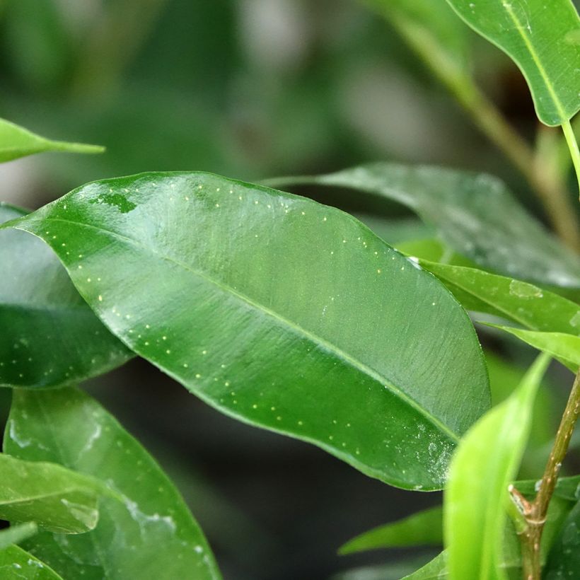 Ficus benjamina Natasja - Weeping fig (Foliage)
