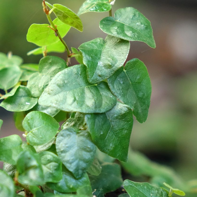 Ficus pumila Arina -Creeping fig (Foliage)