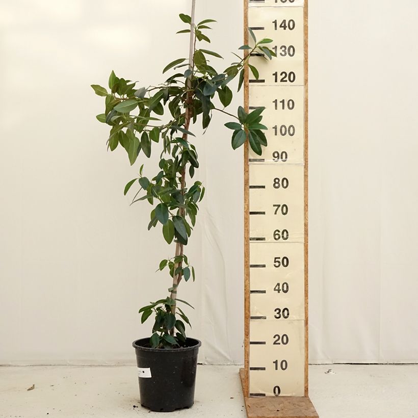 Ficus rubiginosa Australis - Port Jackson fig 7.5L/10L pot sample as delivered in autumn