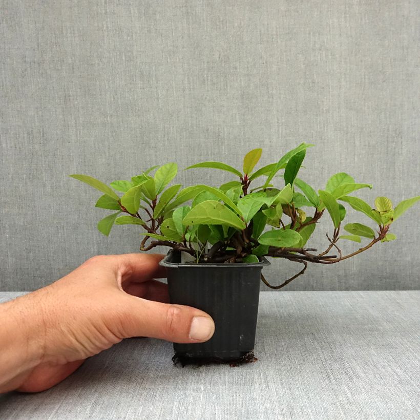 Ficus tikoua - Prostrate fig 8/9 cm pot sample as delivered in spring