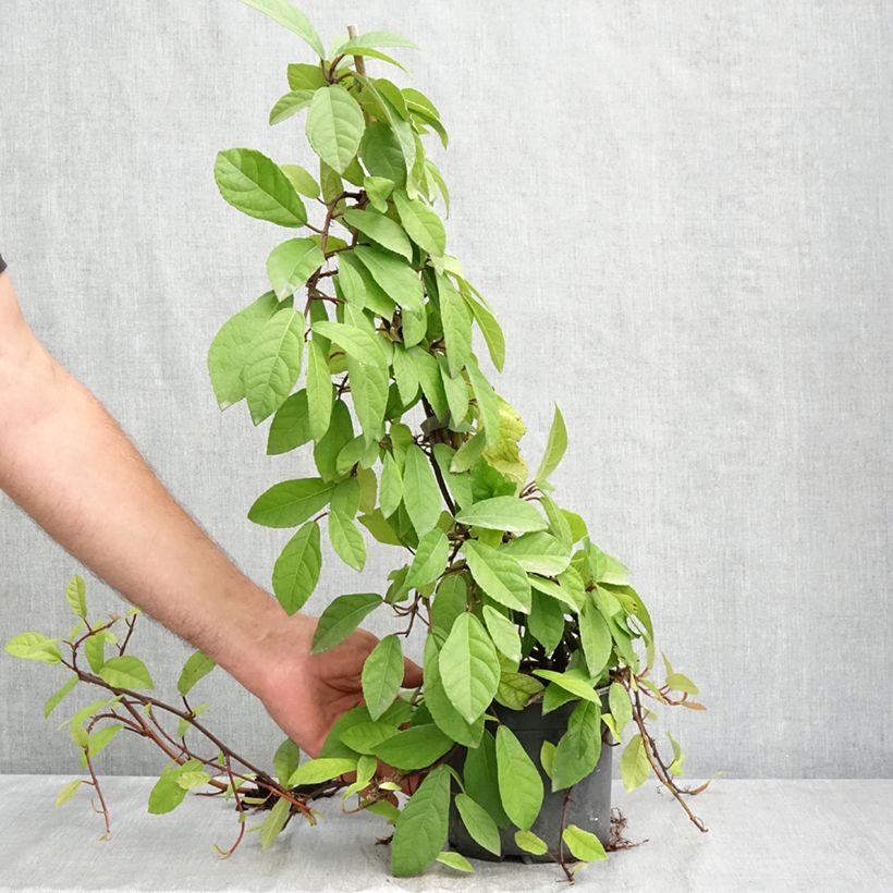 Ficus tikoua - Prostrate fig 2L/3L pot sample as delivered in summer