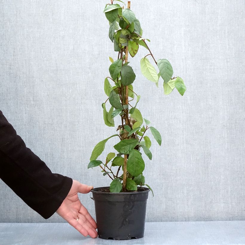 Ficus tikoua - Prostrate fig 2L/3L pot sample as delivered in spring