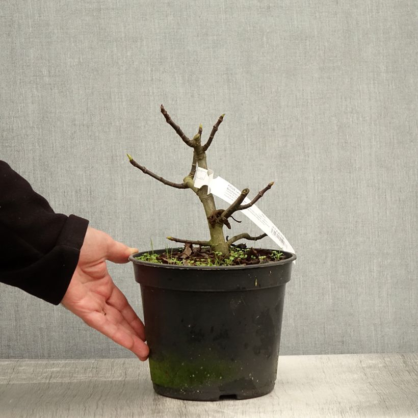 Ficus carica Bornholm's Diamant - fig 4L/5L pot, Clump sample as delivered in autumn